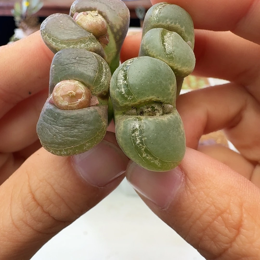 紫罗兰瑕疵福利介意慎拍360