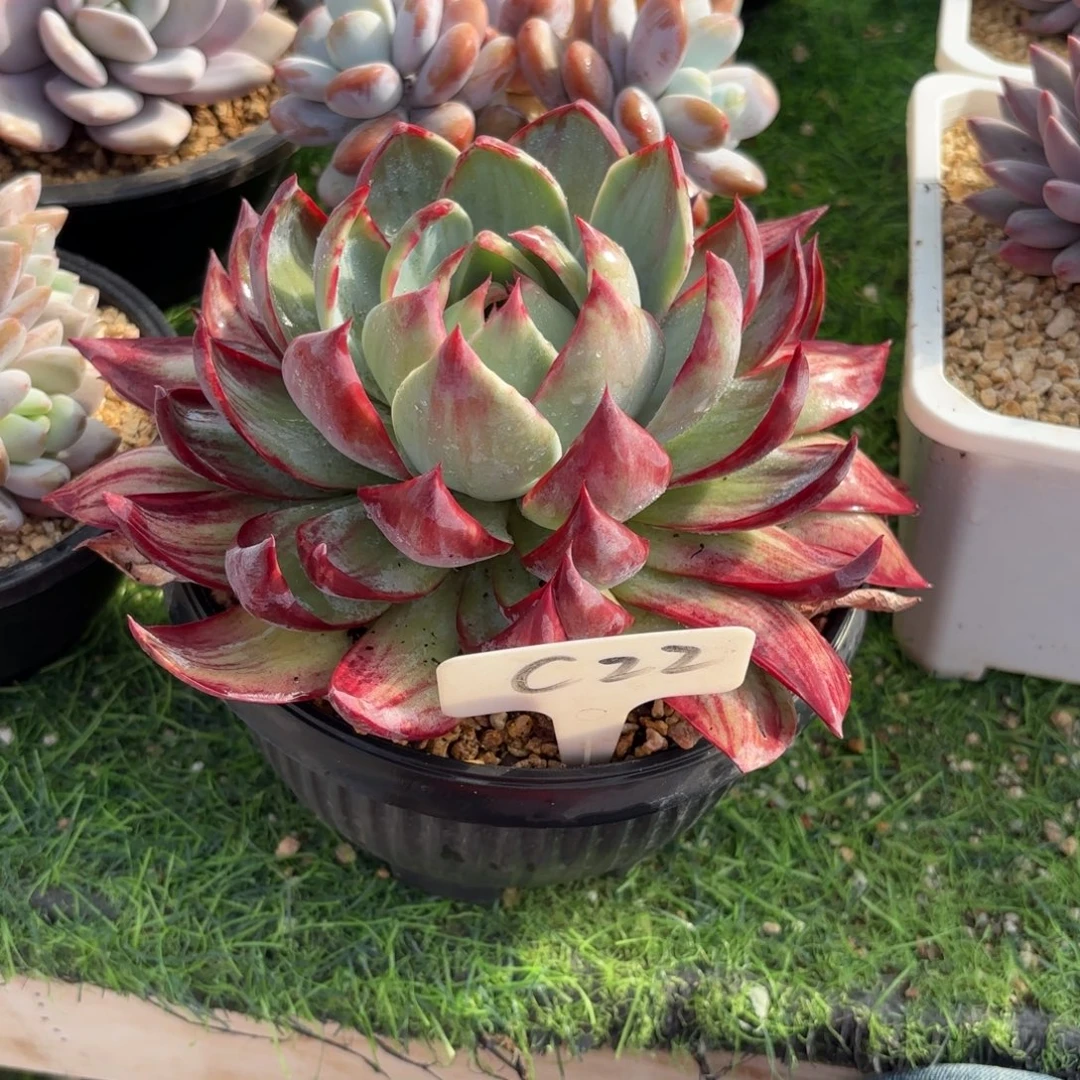 用***022fghhjjjjjjjjjjkk