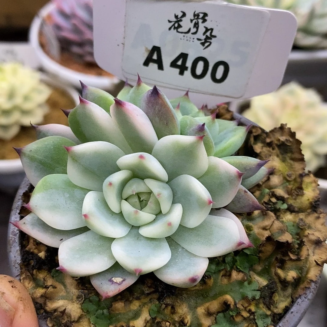 400娃娃哈哈哈哈哈哈