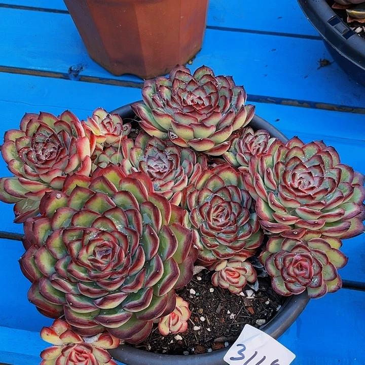 寺**花肉酱玫瑰3115