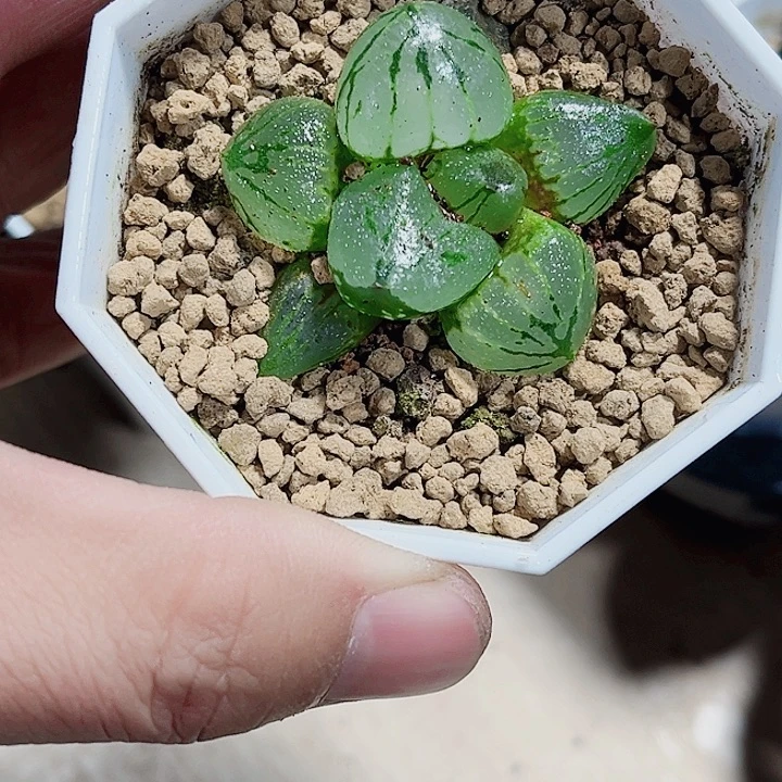 虞美人新手好养得