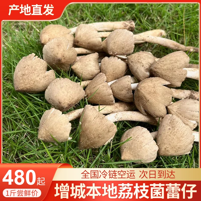 增城茘枝菌新鲜现挖现发雷仔