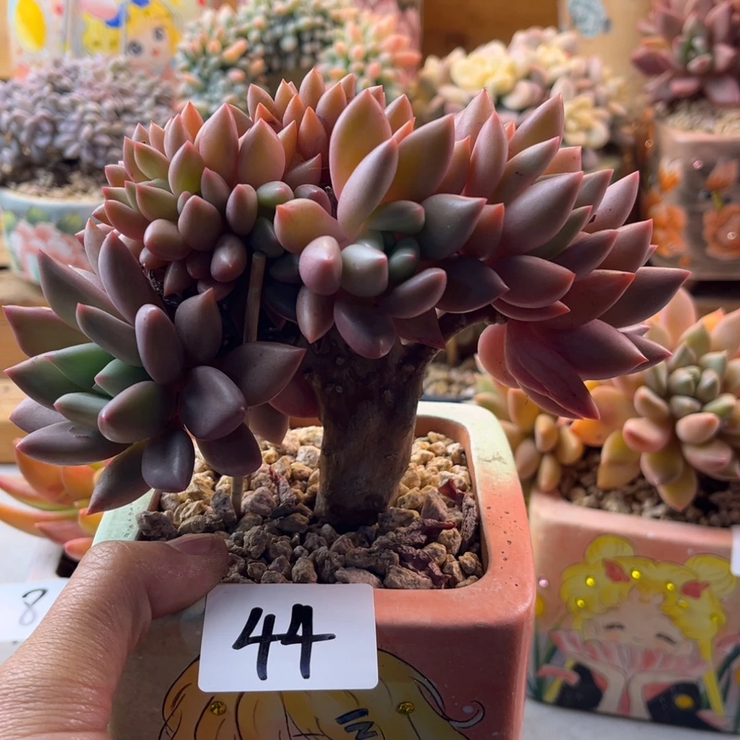 12.22-44桃花源缀化老桩