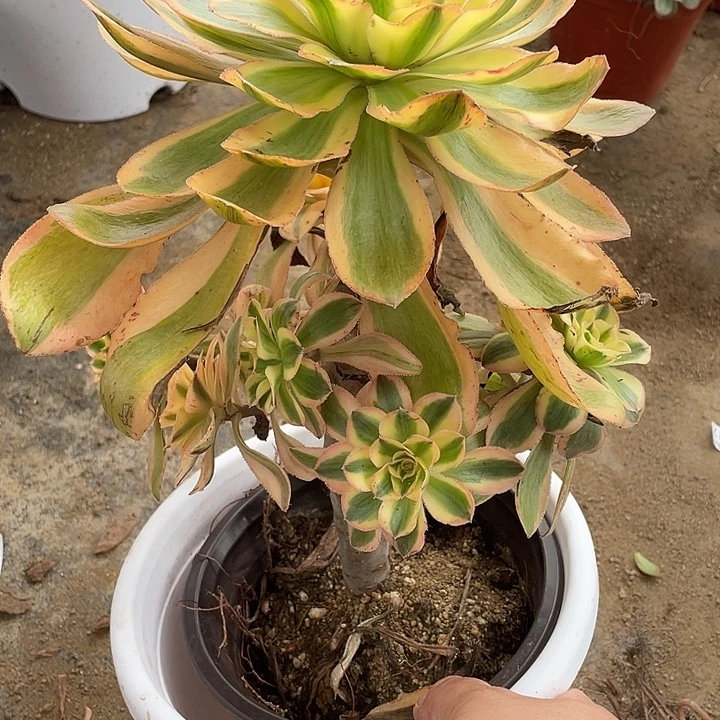 376艳资锦多肉植物法师