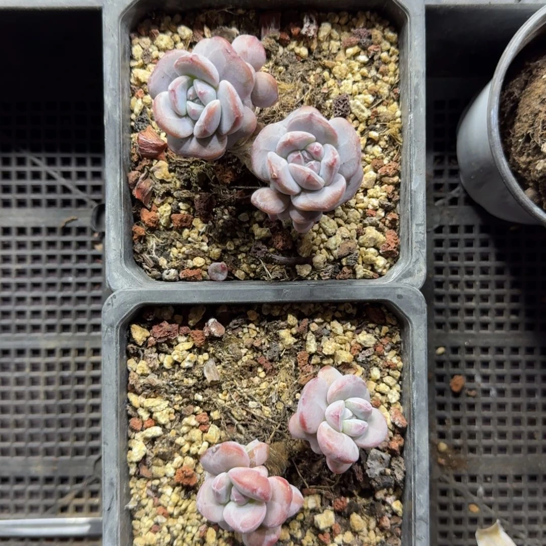 两颗小脸石榴籽一物一拍13