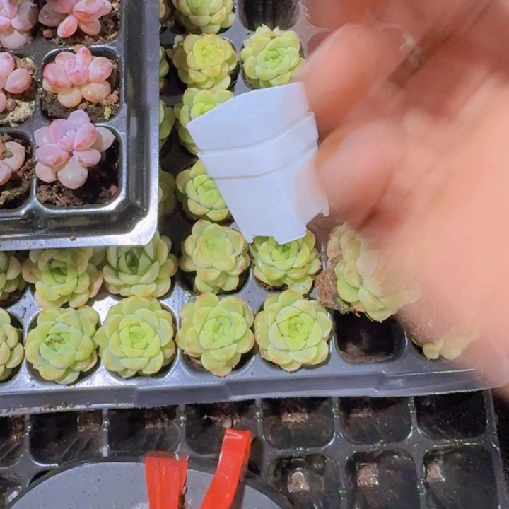 紫***x宝宝绿穴盘一整盘128颗