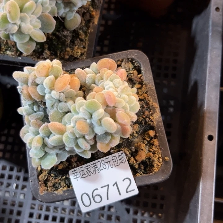 幸运的是我还在幸运