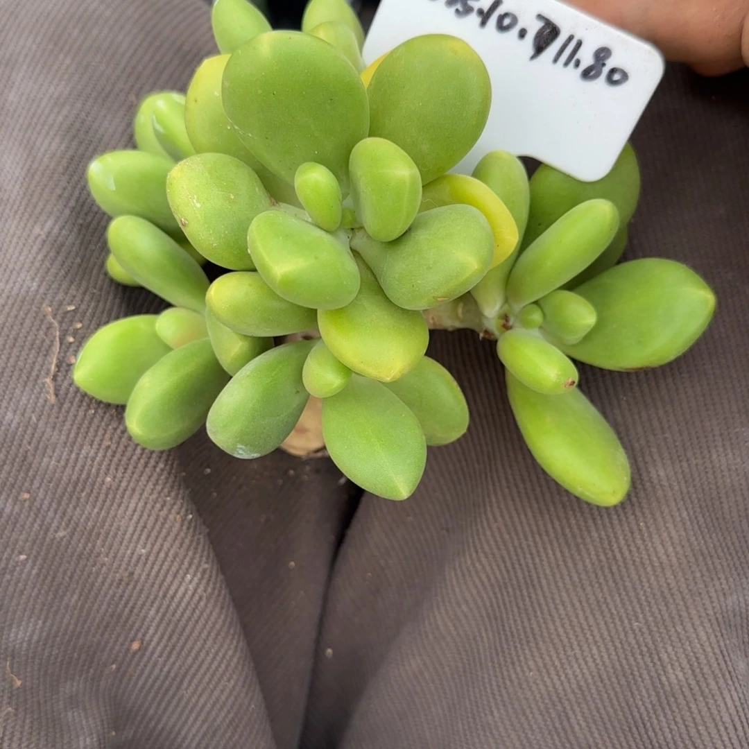 一物一拍芒果奶80