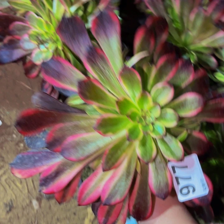 977火烧云多肉植物不售后