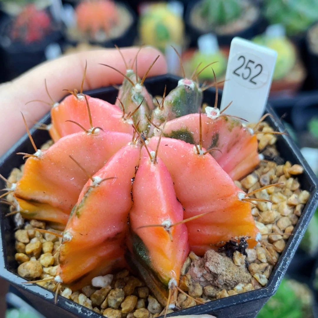 盆5公分满25包邮裸根发货