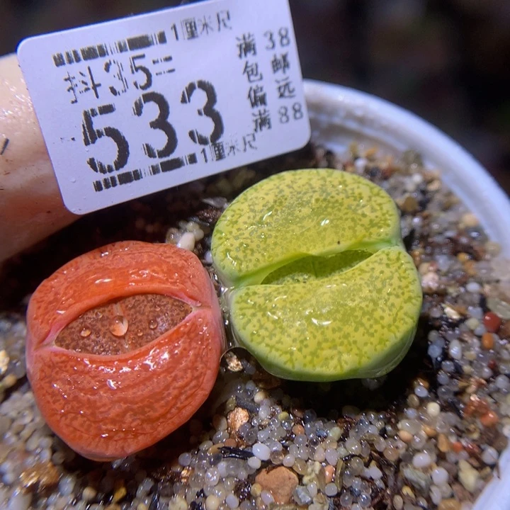 精品生石花35.533