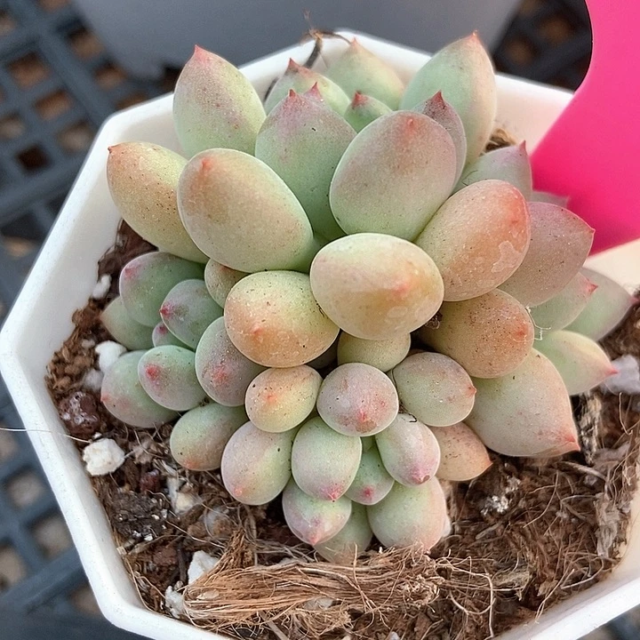 多肉植物萤火虫25多肉