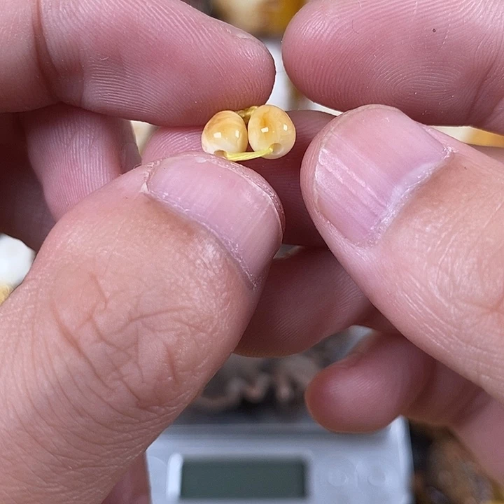 未镶嵌琥珀裸石我