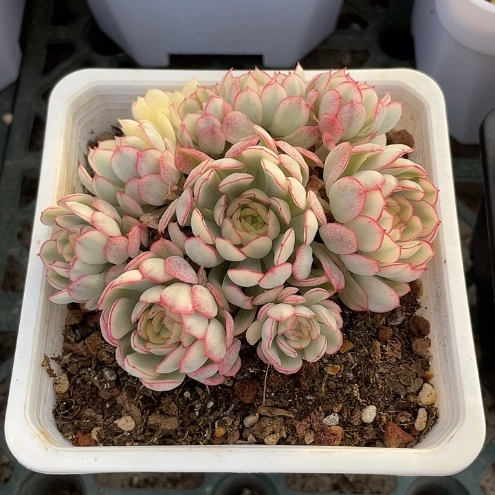 女王梦幻玫瑰群生一物一拍