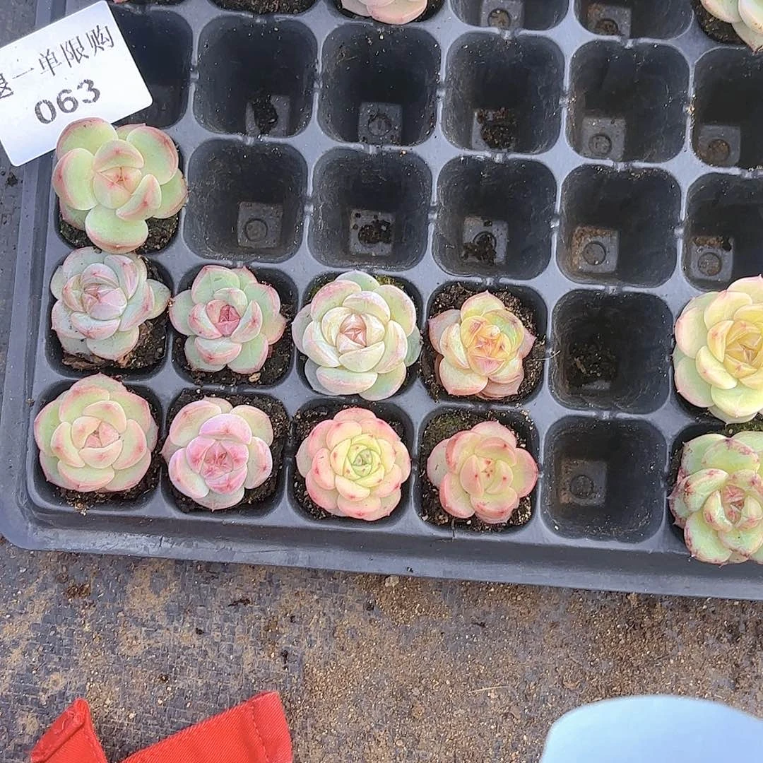 ?****子063多肉多肉多肉多肉