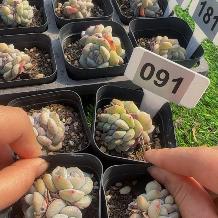 花*仔091 一物一拍优选多肉