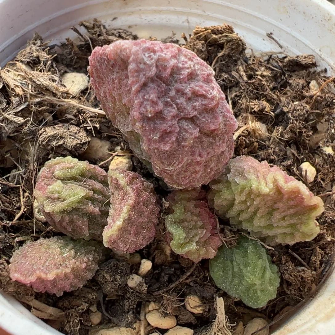 大鱼海棠多肉植物