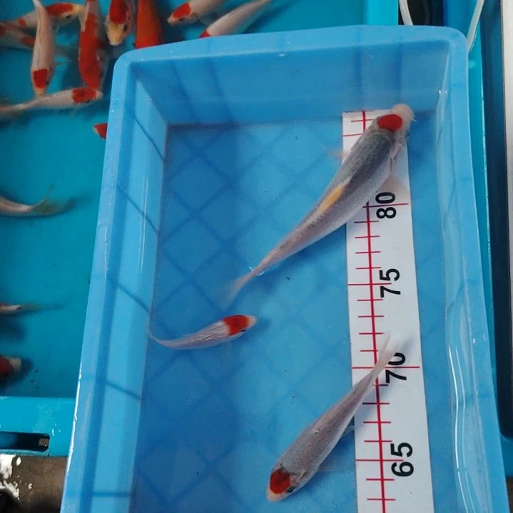 海水顺丰包邮开箱包活1