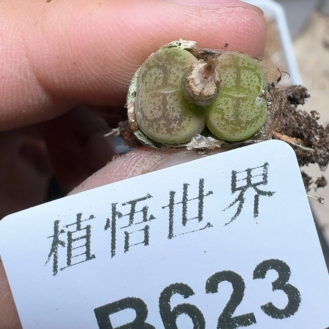 623盒多肉植物哇f vg h