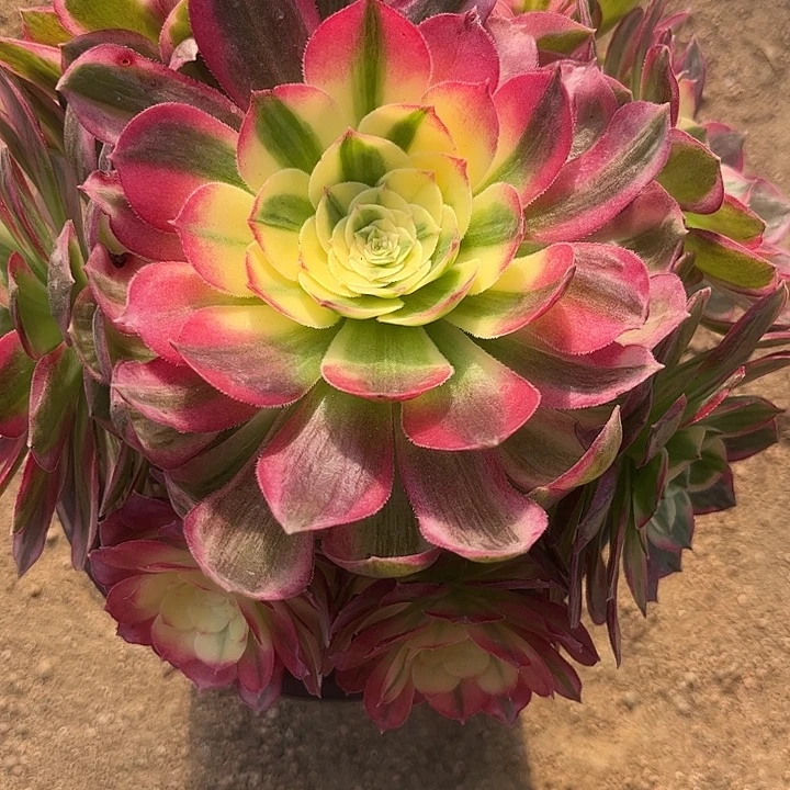 多肉植物海仙锦…………