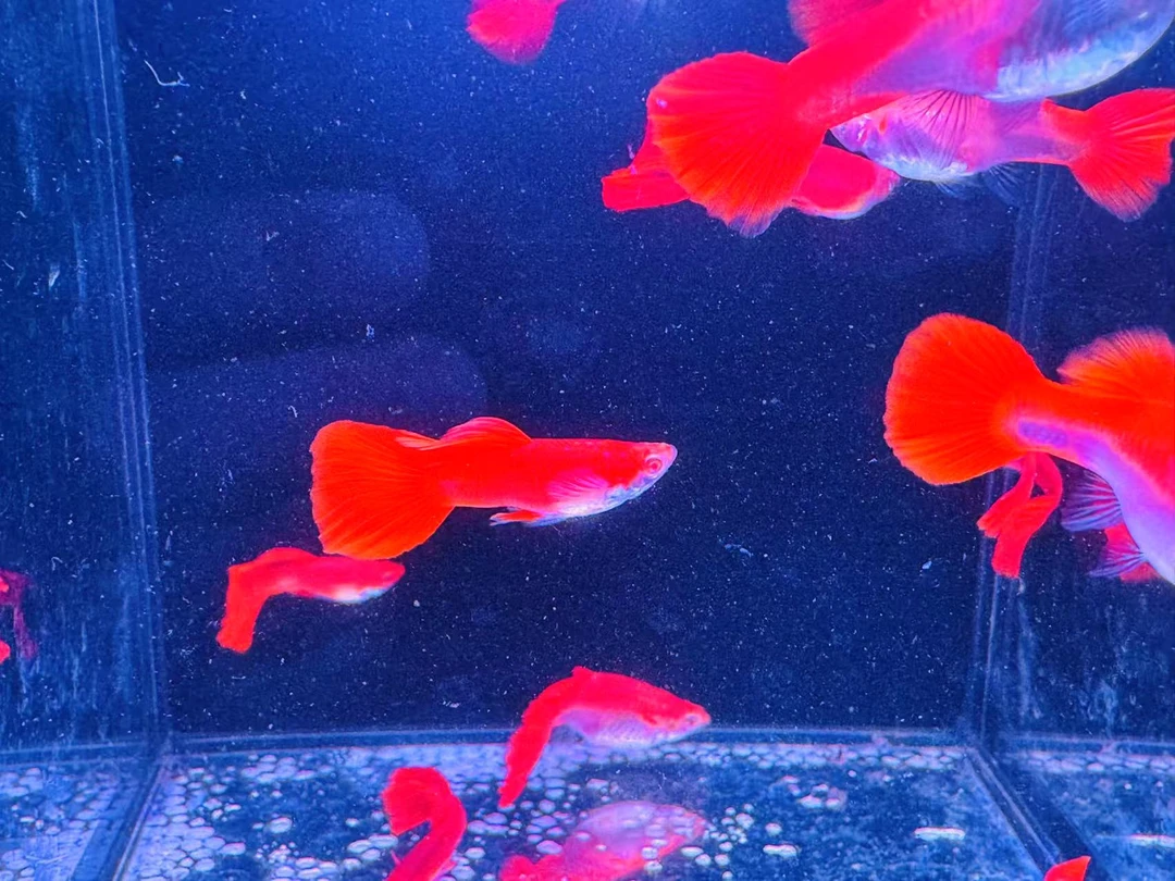 血红孔雀鱼1对两条 凭开箱视频包路损 拍两对送一对备损