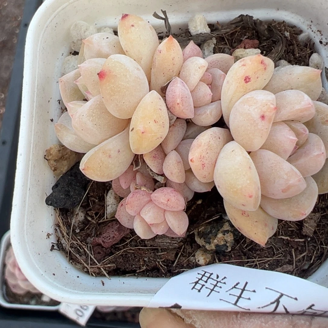 小卡拉米糖心一物一拍15-141