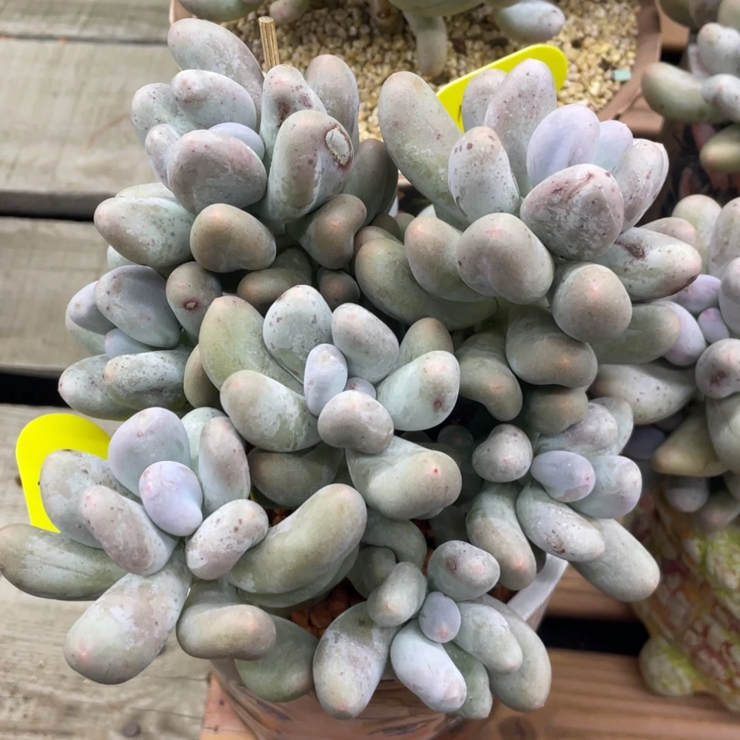 米可奶酪12头无砍无摘