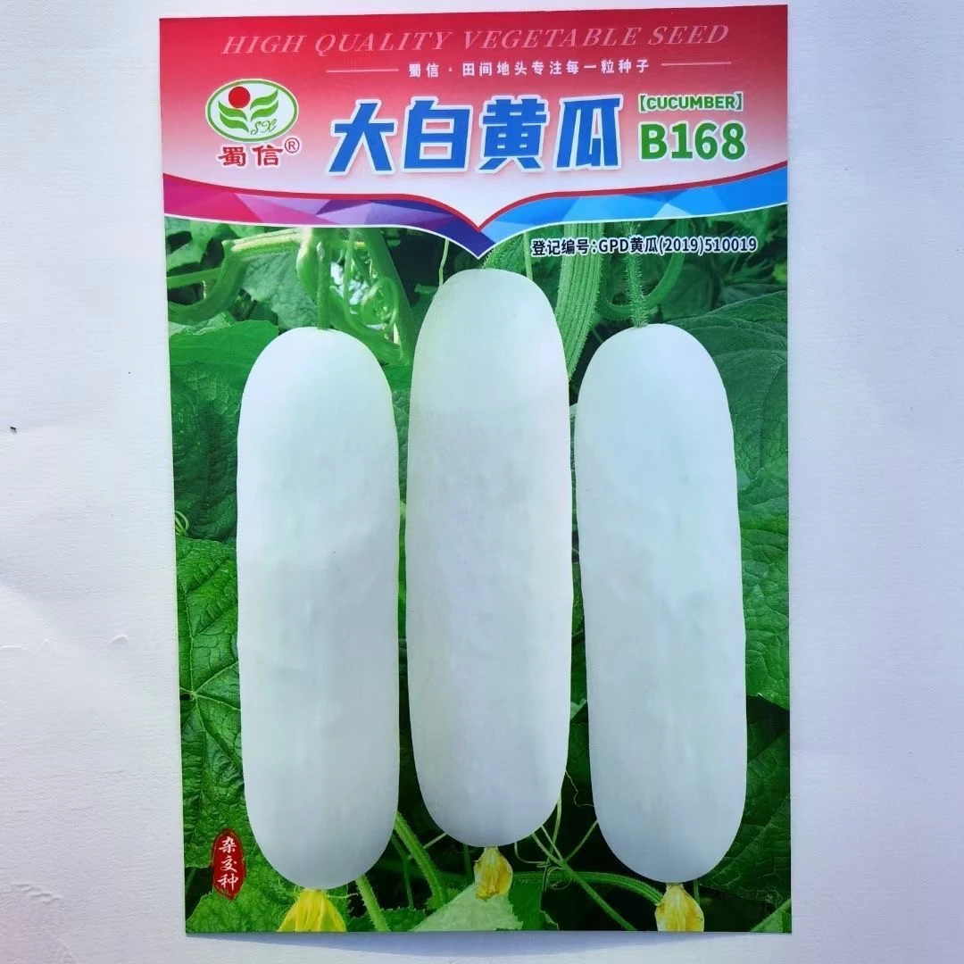 大白黄瓜种子 嫩白黄瓜种子肉质嫩脆品质好