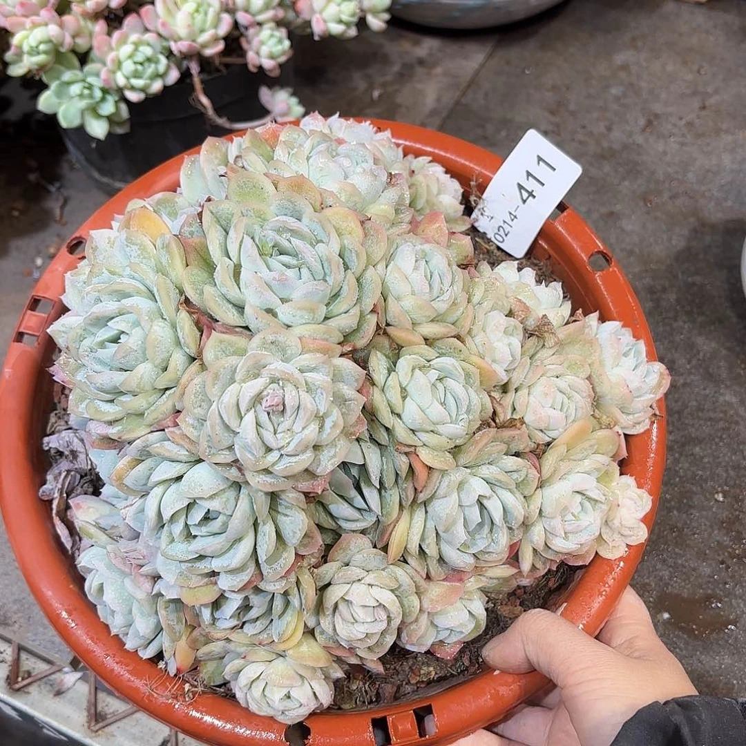 同温层多肉不知名411