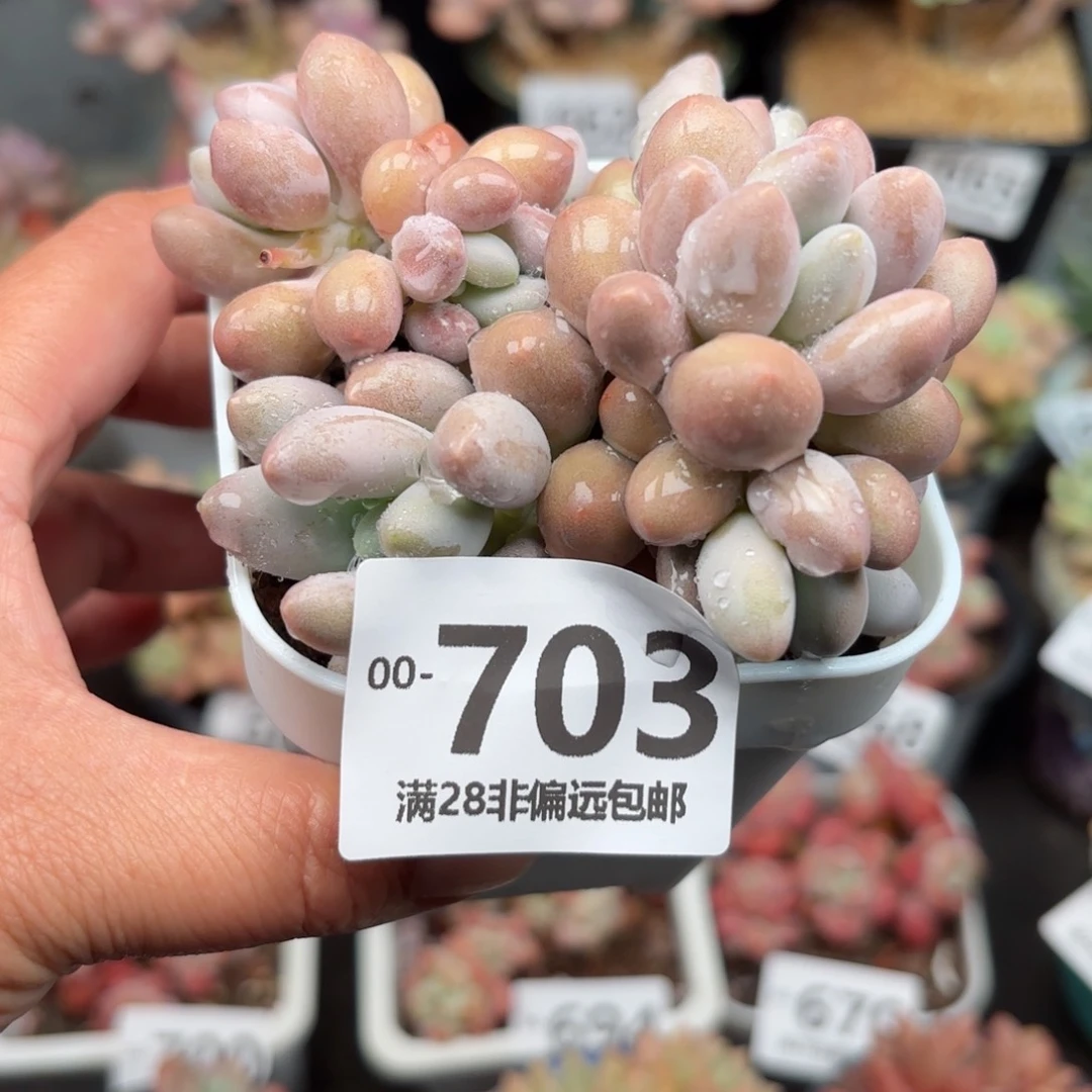 汤圆老桩多肉多肉