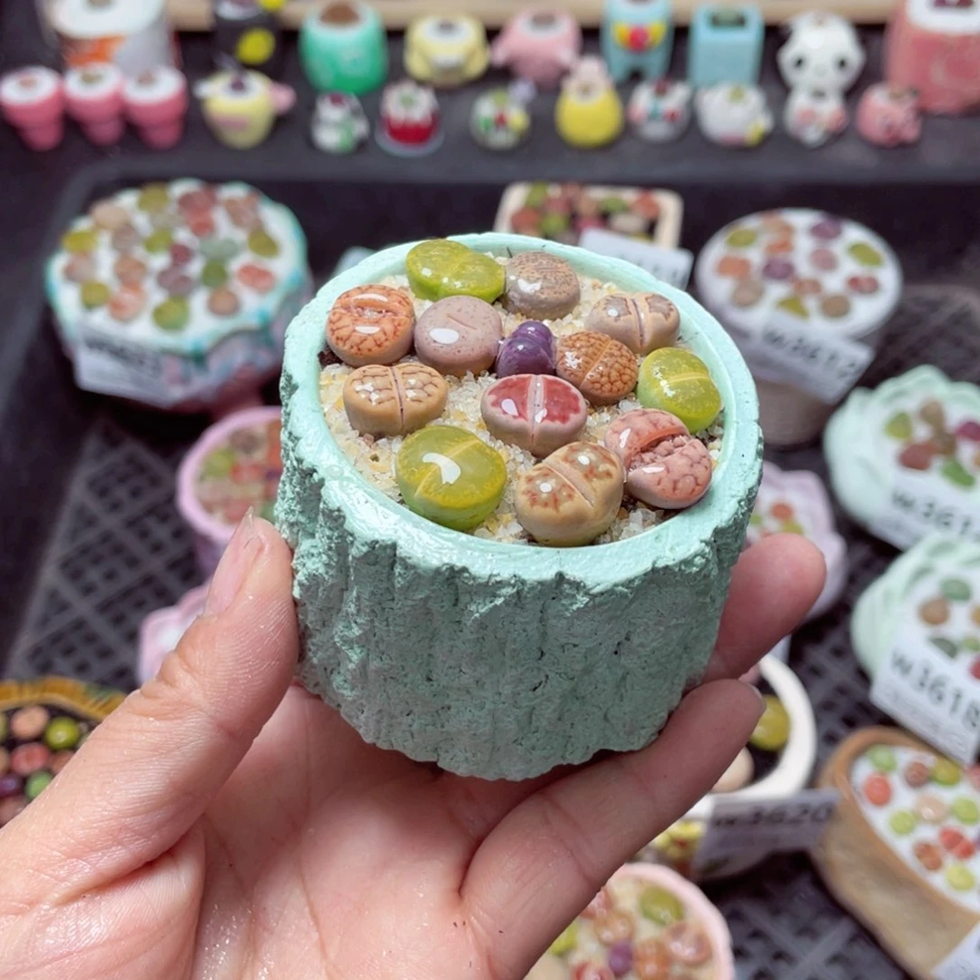 w3626 带盆土发货-零下地区拍保温箱