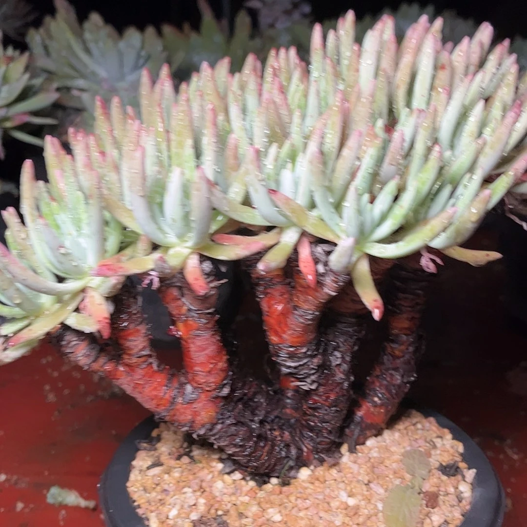 8606白鹭仙女杯多肉