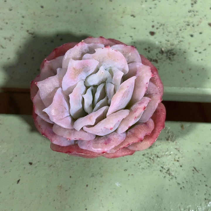 淡***?泡泡沙群，一物一拍