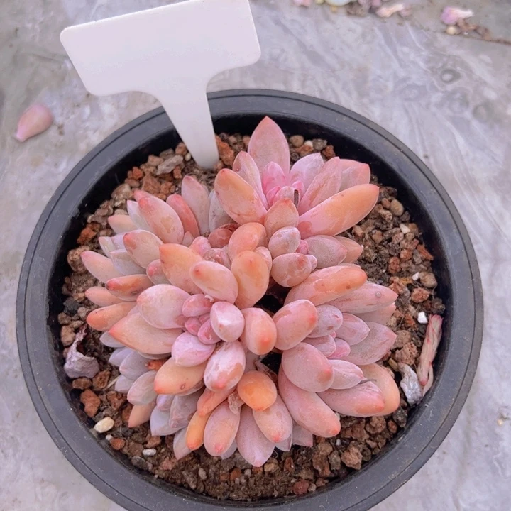 健健康康平平安安