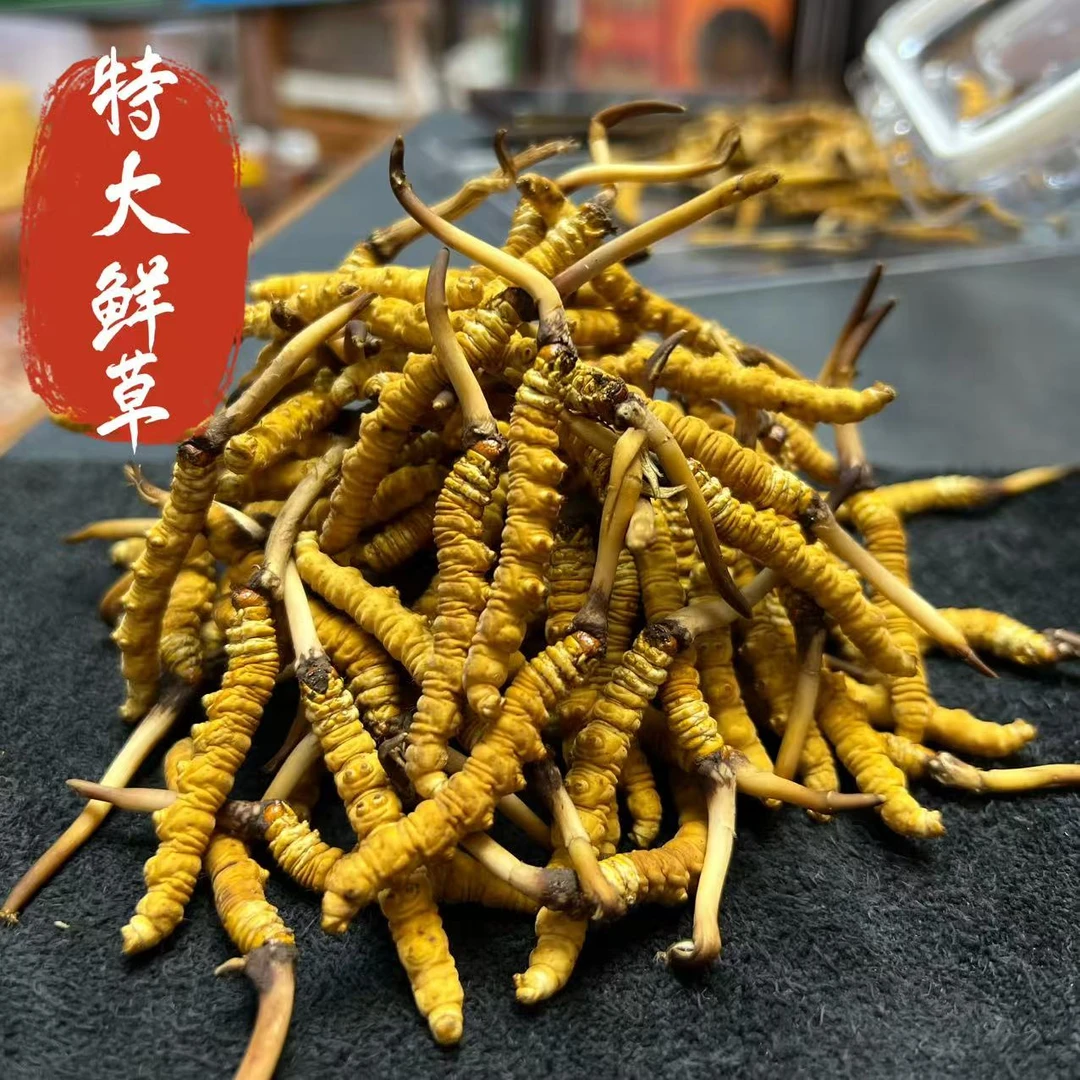 【西藏 那曲】丁颖2025特大鲜草 高海拔当天采挖肉节饱满顺丰包邮