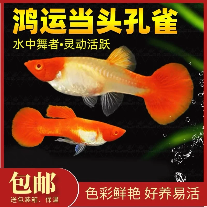 鸿运当头孔雀鱼孕母临产孔雀鱼活鱼纯种大尾巴观赏鱼热带鱼小型鱼