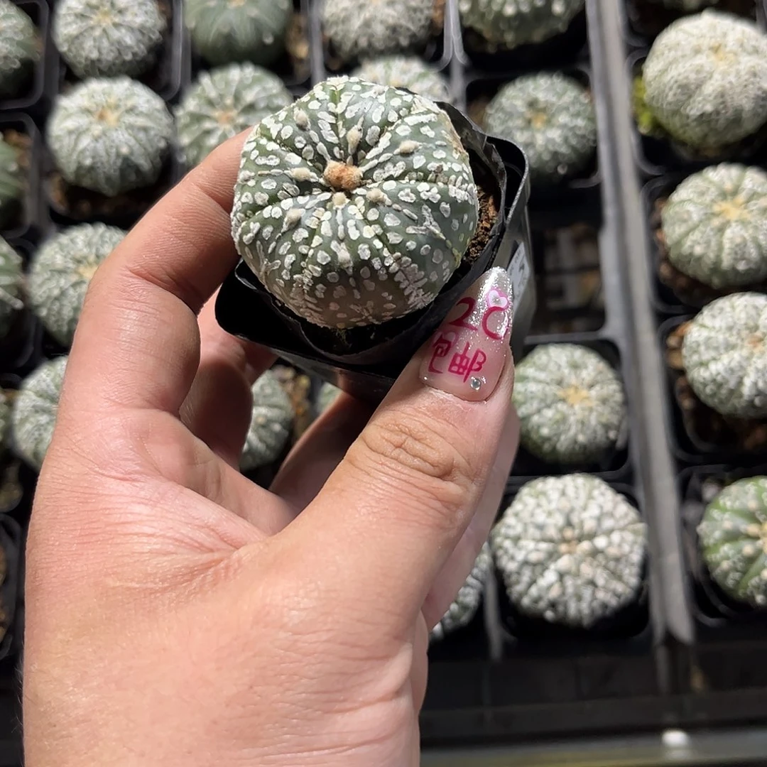 26515一物一拍单头发货