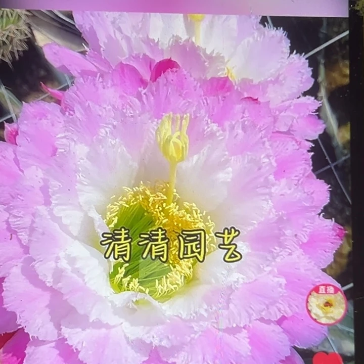 清清芸夕侧牙有礼品