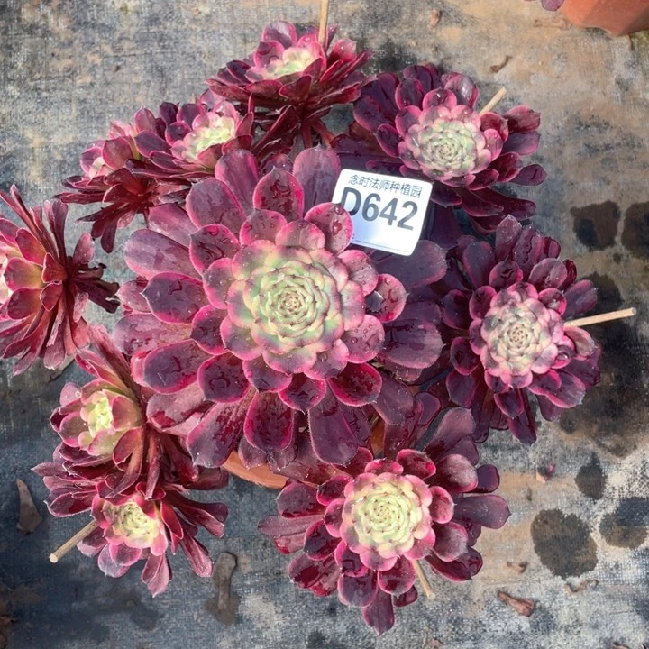 $****$黑金刚642多肉11111