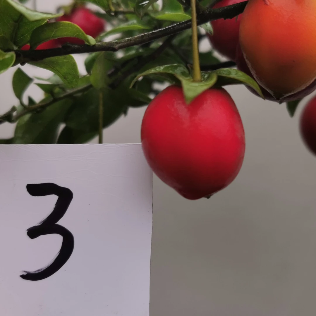 金弹子盆景素材直播间拍品一拍一付私下勿拍