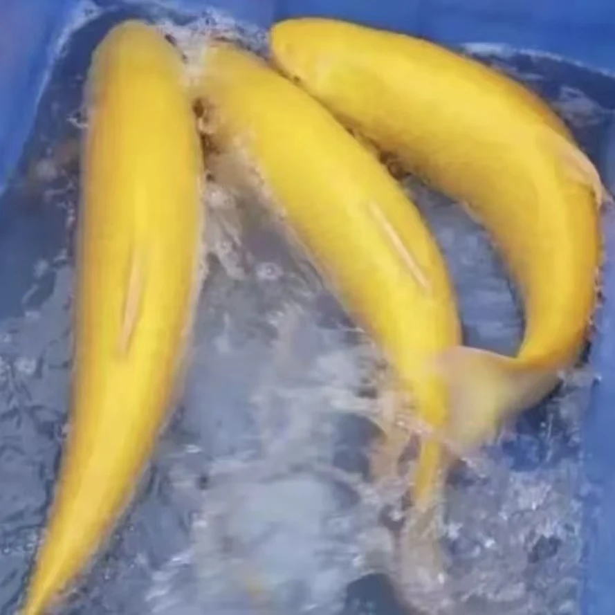 吃草鱼 金丝草鱼 金丝鲩鱼 红鲩草鱼 红草鱼包邮