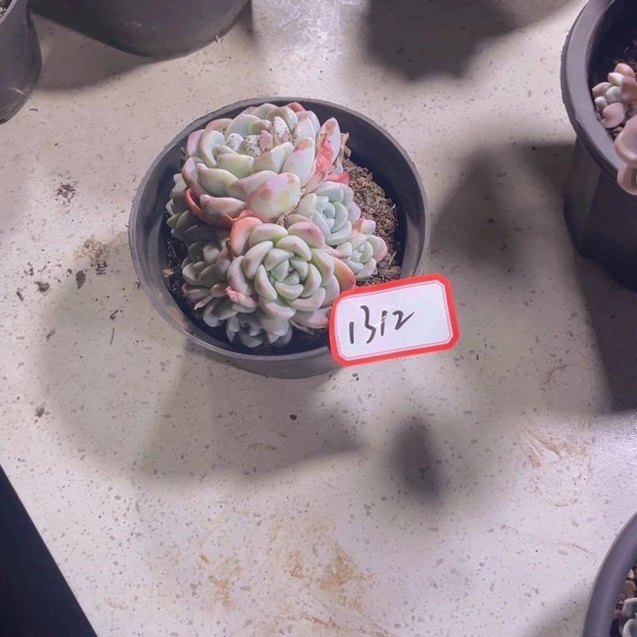 夏***✨1312冰玉多肉