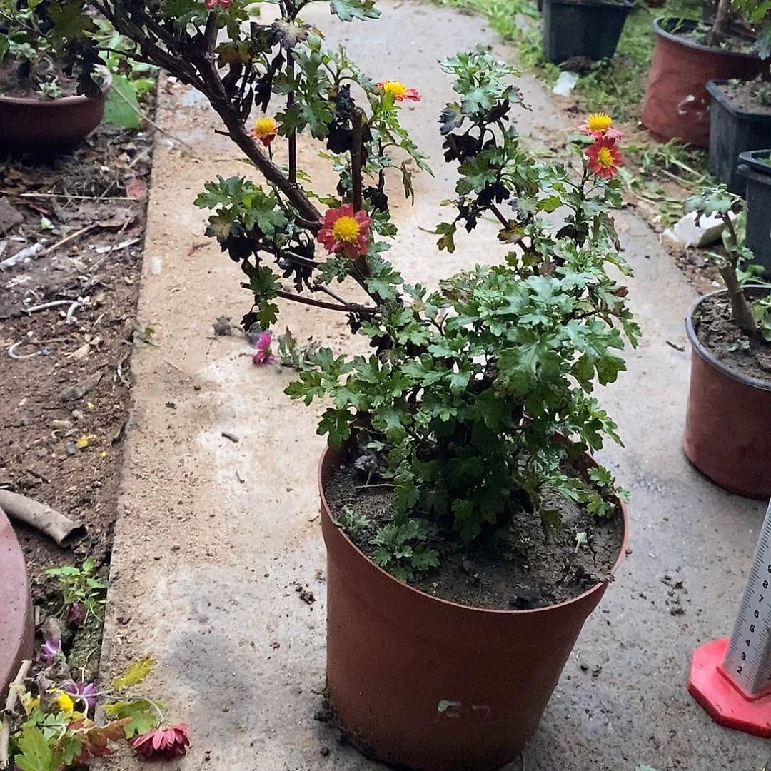 悠***院完全开放盆景菊花菊花