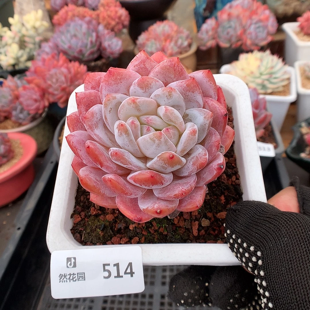 514宽橙多肉植物6633