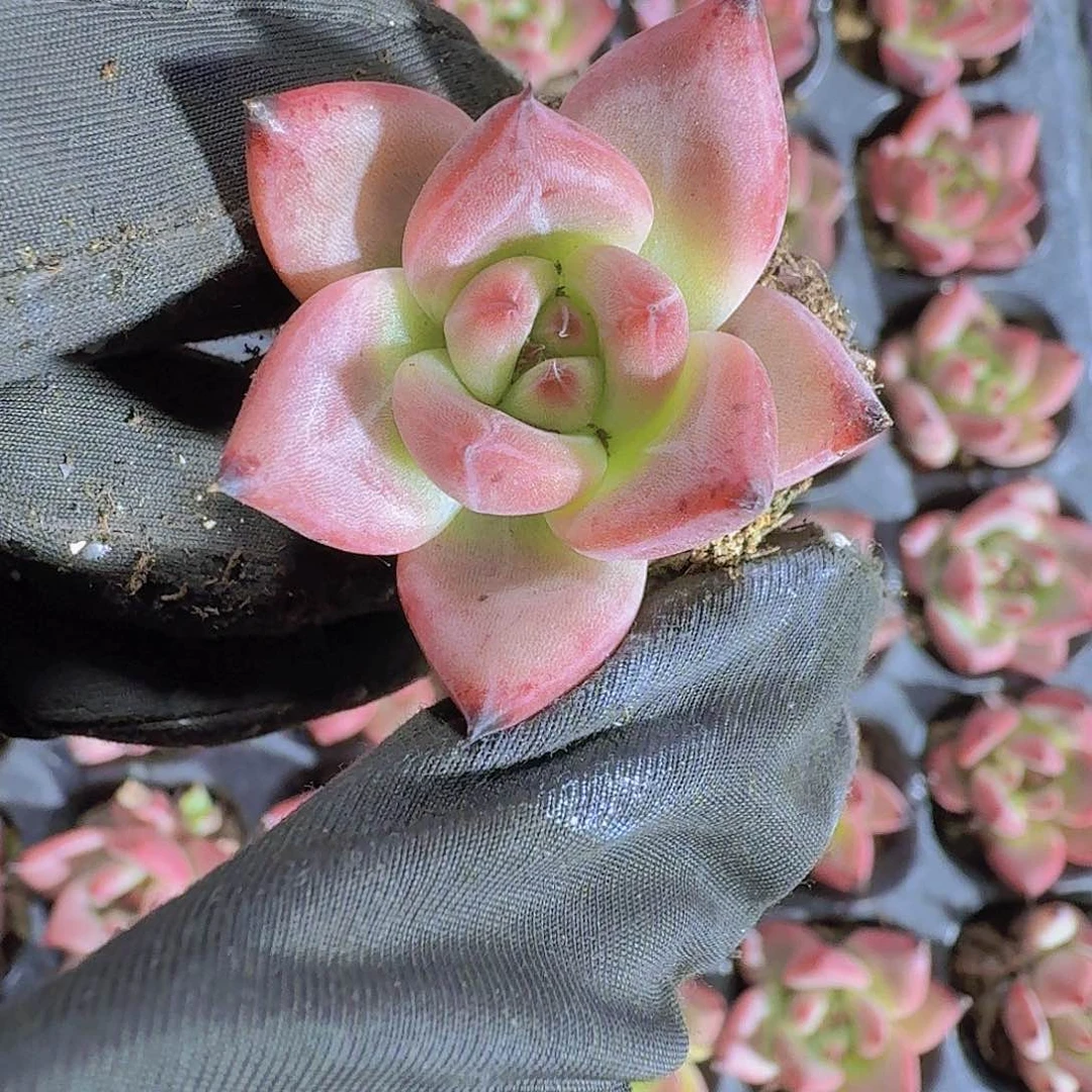 红颜蜜语两颗一组