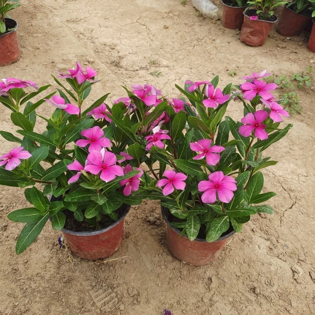 长春花地栽天天开带花苞观花植物五叶梅庭院客厅盆栽花卉四季开花