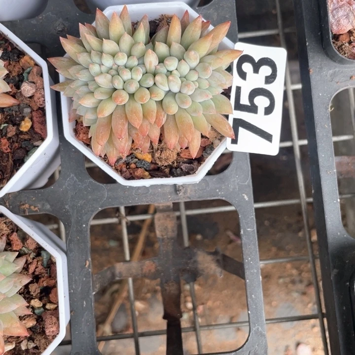 龙*豆多肉植物一物一拍