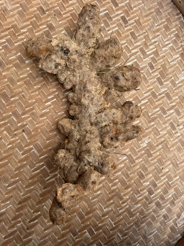阳春深山野生土茯苓新鲜