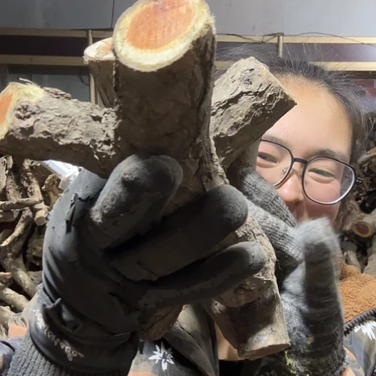 香榧木放****鱼火琉璃的毛料摆件