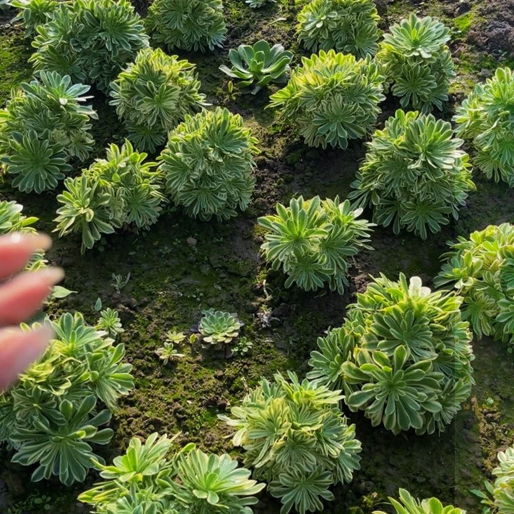 颜宁多肉植物捧花的